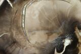 Petrified Wood Limb Section - Eagle's Nest, Oregon #141474-2